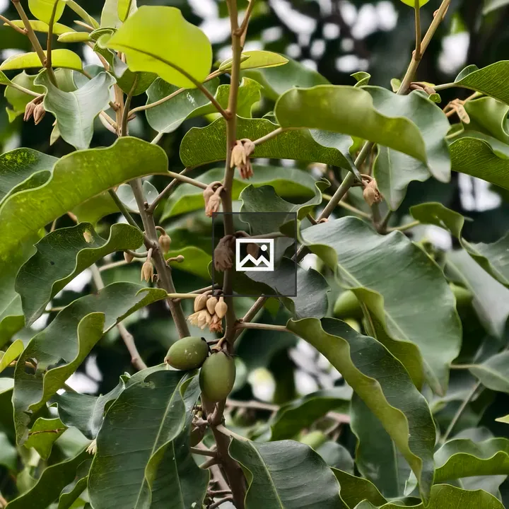 Close-up of tree branch with small green fruits