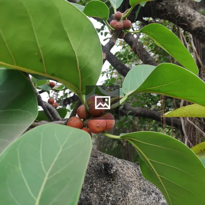 Ficus benghalensis leaves and trunk