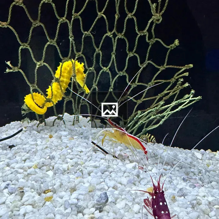 Yellow seahorse with green net