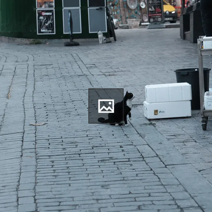 Two street cats watching street fish stall