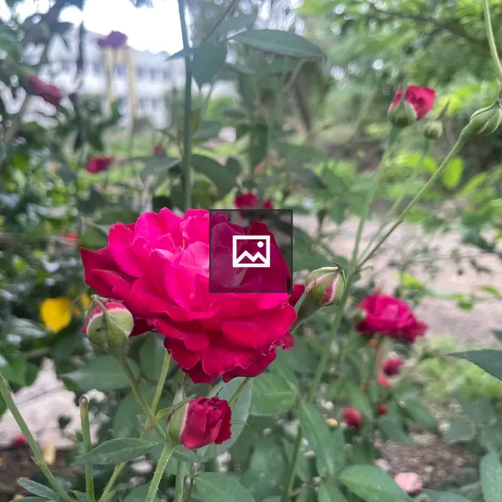 Blooming red roses close-up
