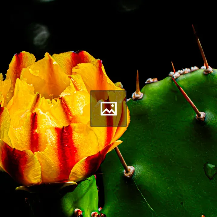 Yellow prickly pear cactus flower
