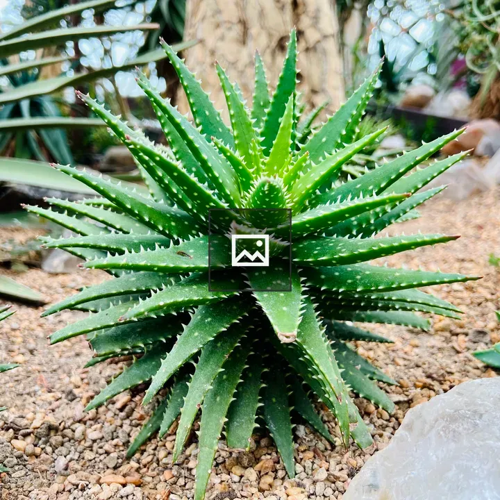 Aloe Plant in Gravel Bed