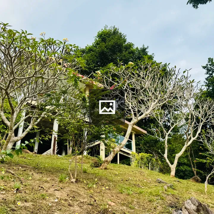 Frangipani Trees on Slope