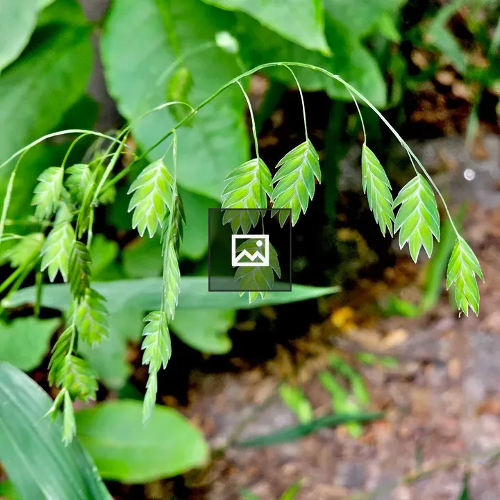 Chasmanthium latifolium Plant