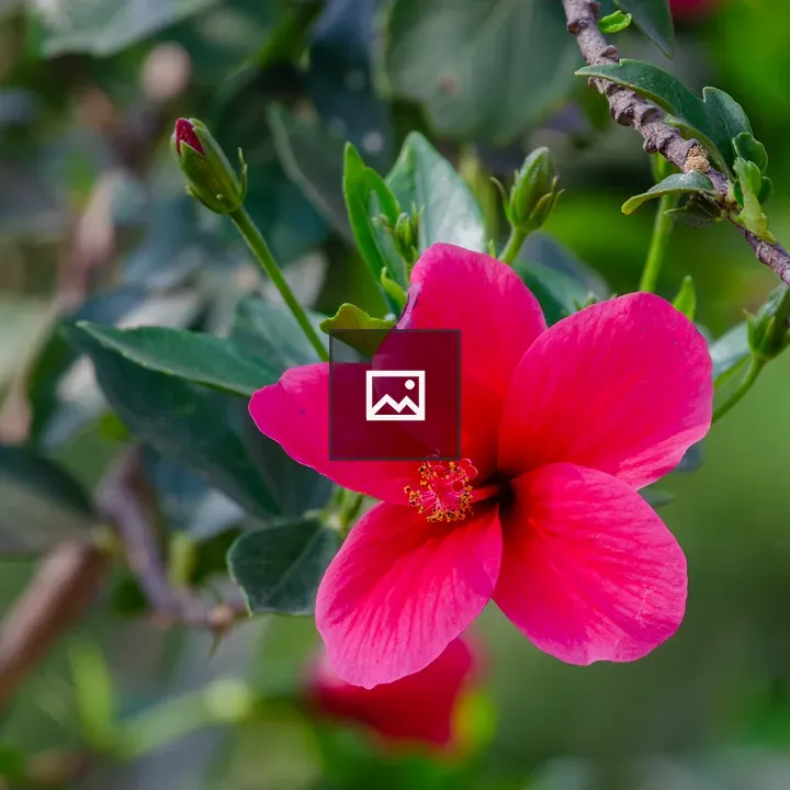 Hibiscus Bloom in Green Leaves