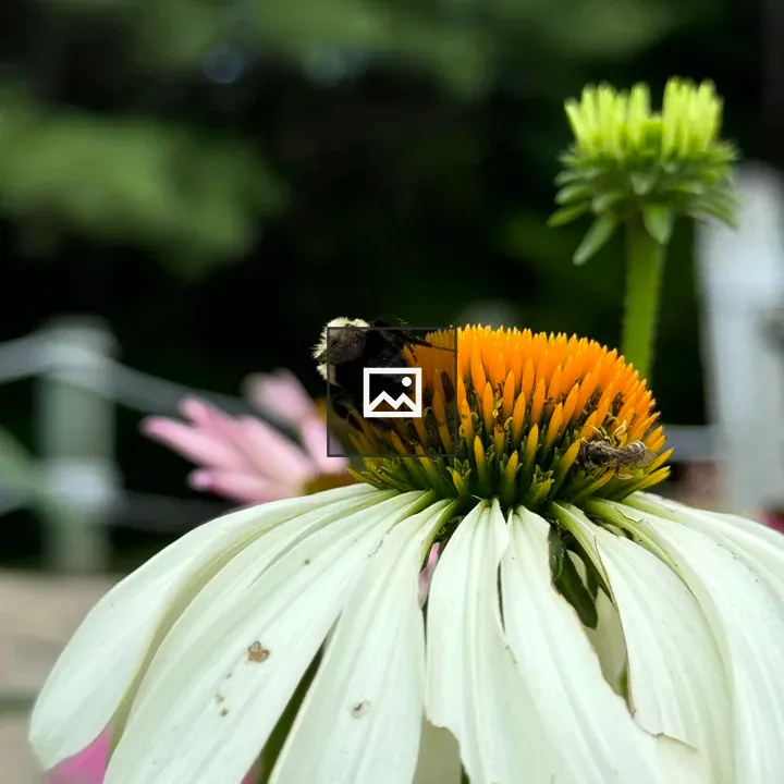Bumble Bee on Daisy Center