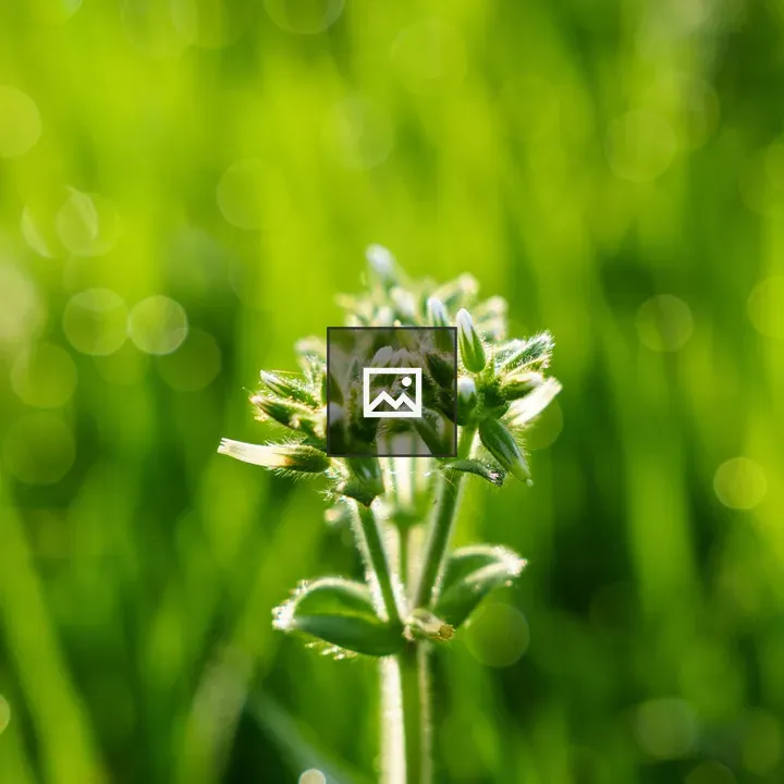 Plant with backlit sunlight