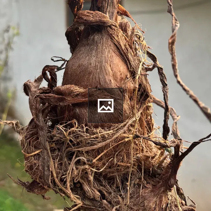 Taro root close-up