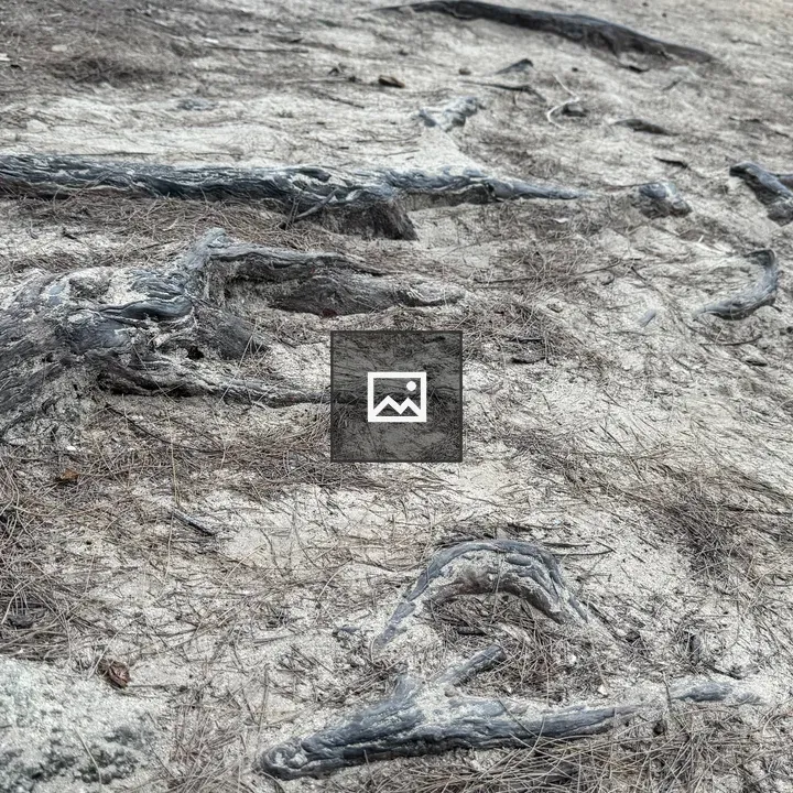Close-up of twisted tree roots