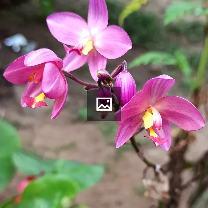 Purple Ground Orchid Flower