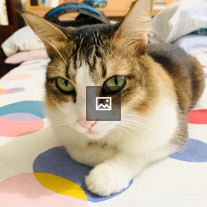 Cat on bed in a room