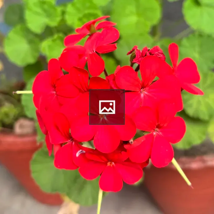 Flower in Small Pot