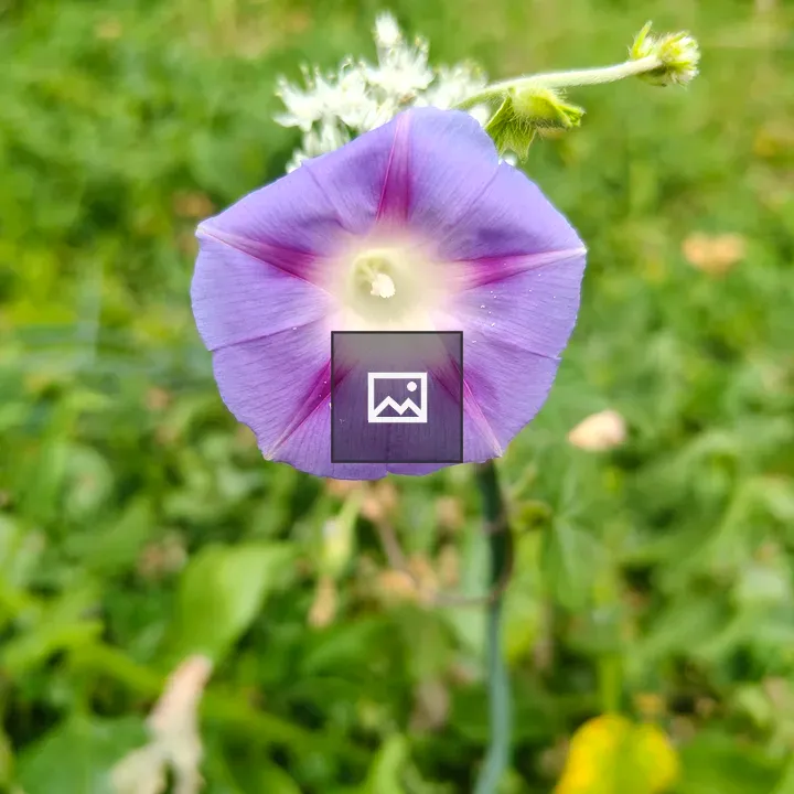 Purple Flower with White Center