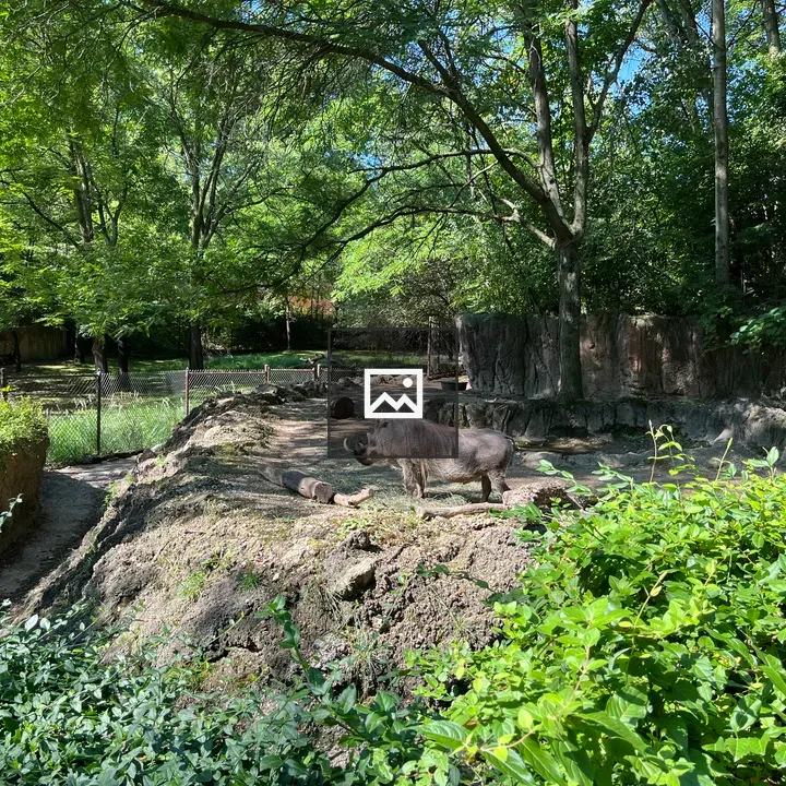 Warthog at the Zoo