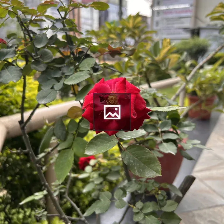 Close-up Red Rose with Green Leaves