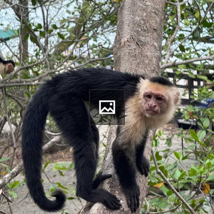 White-faced capuchin monkey