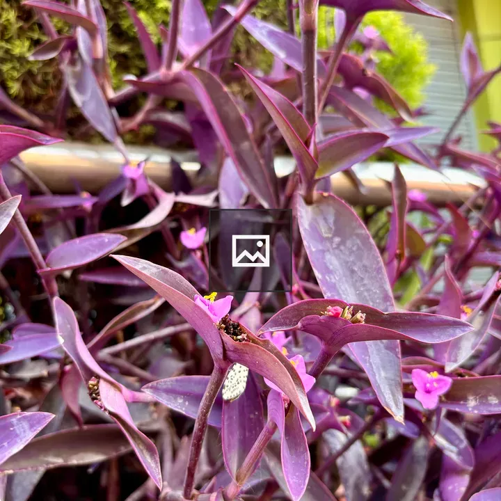 Purple heart plant in moss