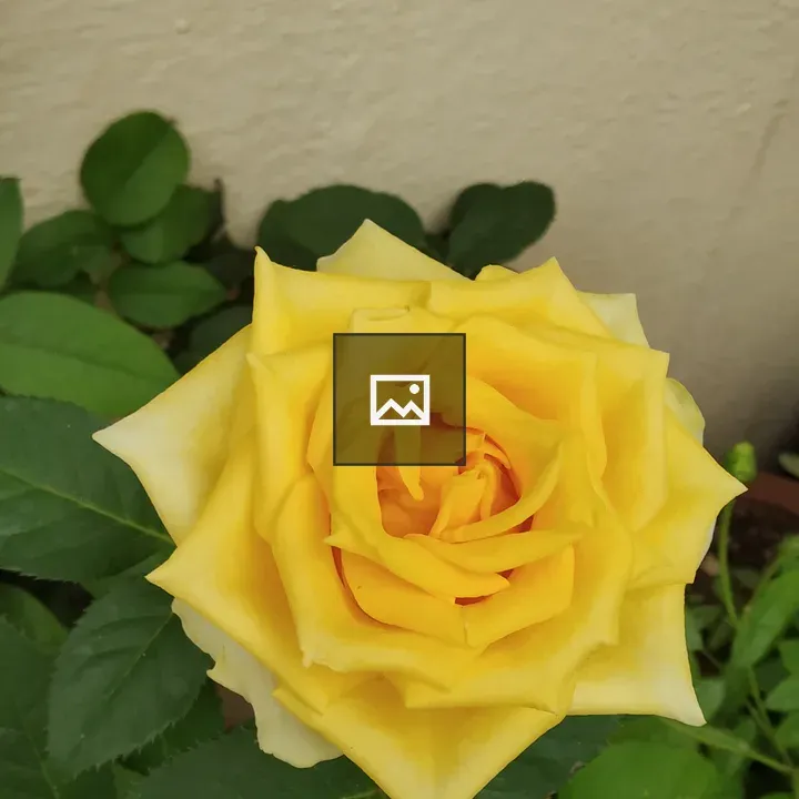 Yellow rose Sunblest in home garden