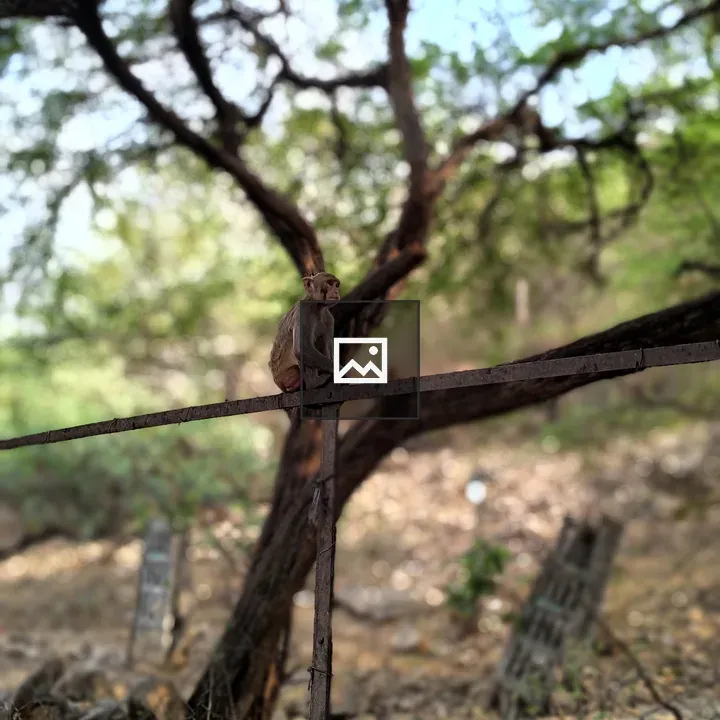 Monkey on Rusted Rail