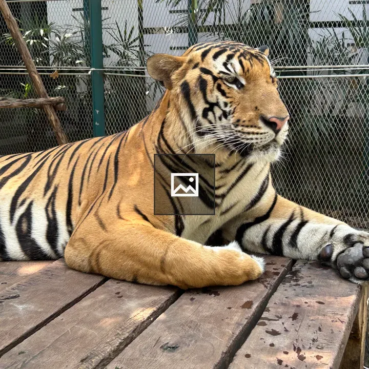 Tiger eye portrait