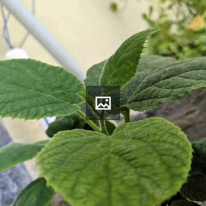 Young Plant Growth Close-up