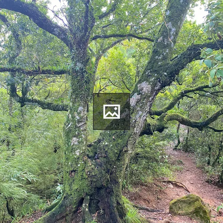 Tree in mossy forest