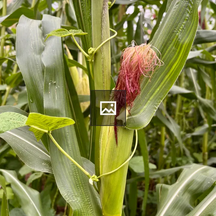 Close-up of corn plant cob