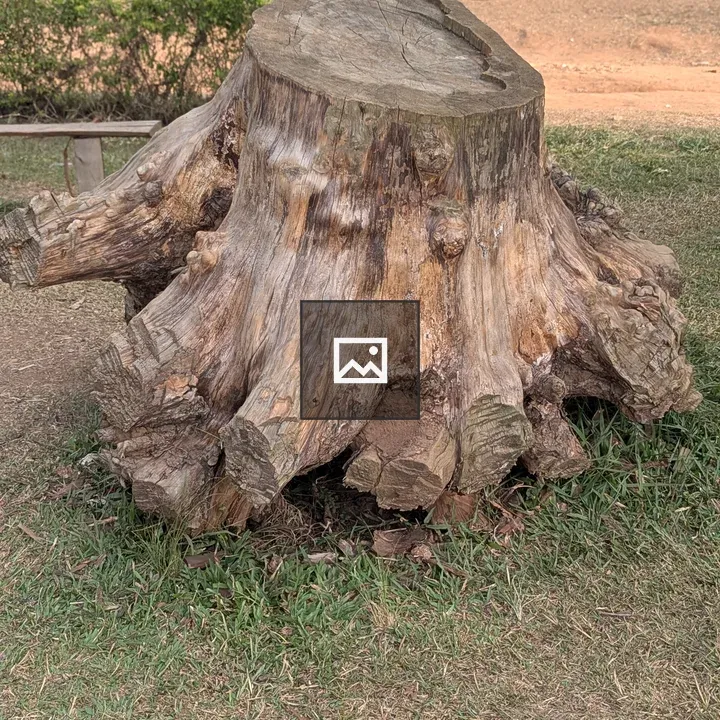 Tree stump in grassy area