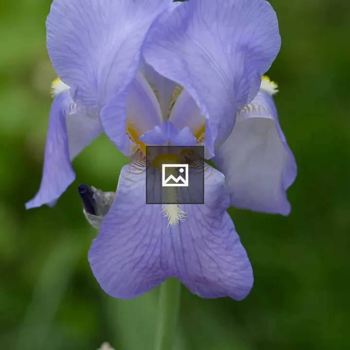 Iris Portrait in Green Blur