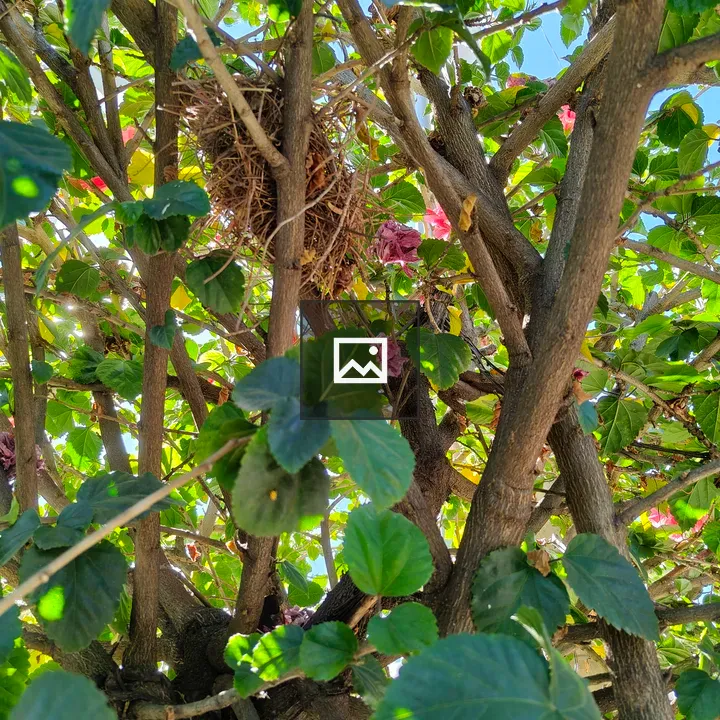 Nest in green branches