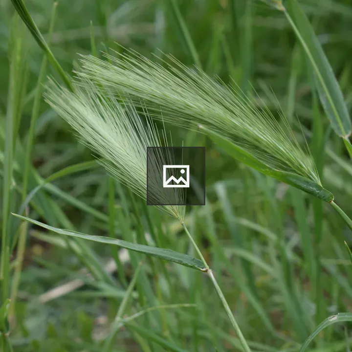 Green foxtail grass spikelet