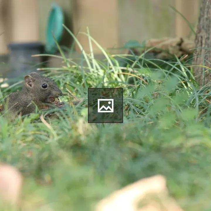 Gray squirrel nibbling a nut