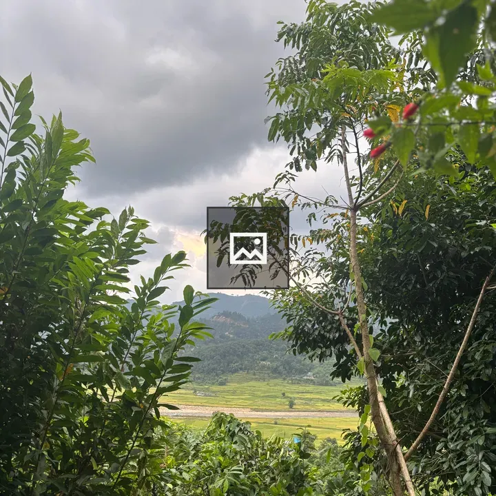 Lush green landscape with foliage