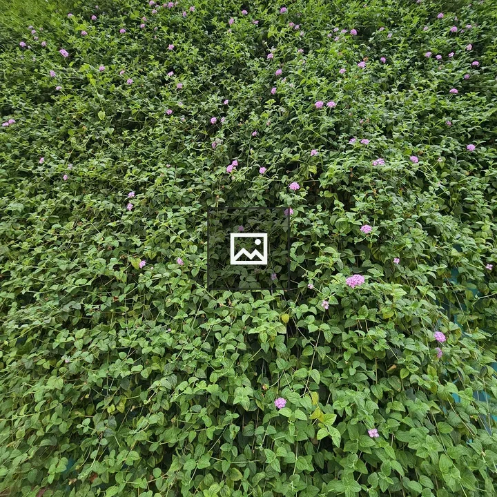 Lantana montevidensis on wall