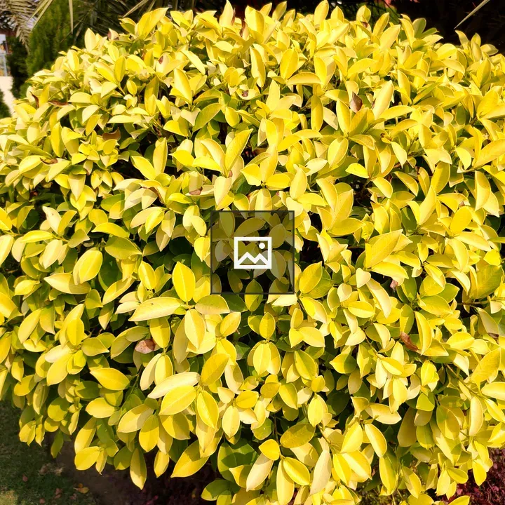 Yellow-green shrub leaves