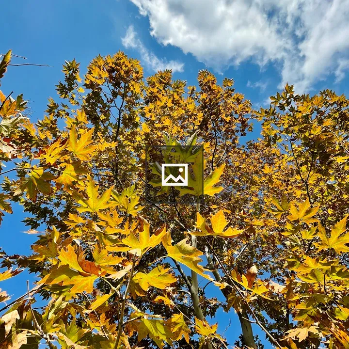 Autumn Leaves on Windy Day