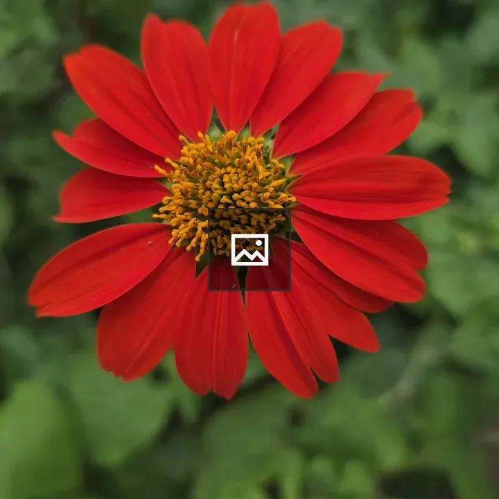 Close-up of Red Mexican Sunflower