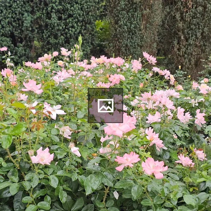 Pink roses among trimmed cypress