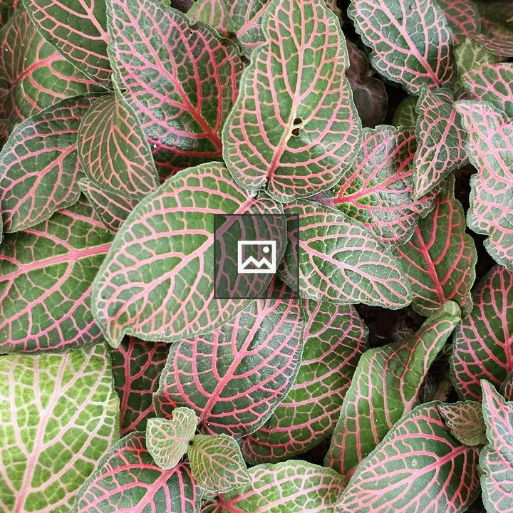 Nerve plant leaf close-up