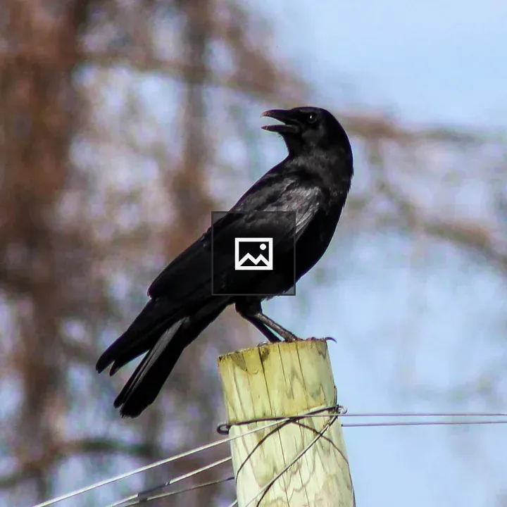 Crow on fencepost in Western New York