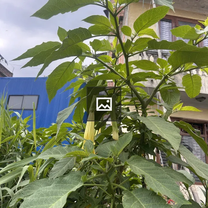 Tall green plant with yellow trumpet blooms