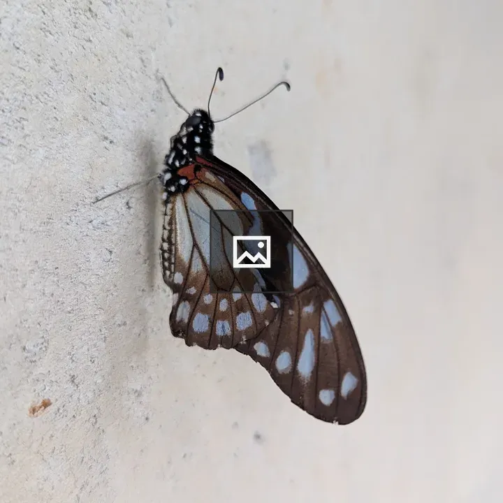 Butterfly on textured wall