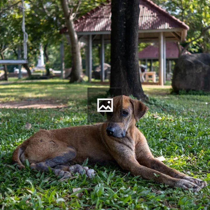 Dog in the Park