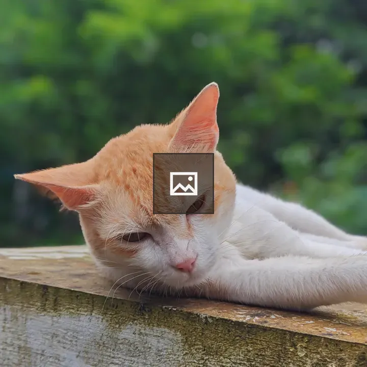 Ginger and white cat resting