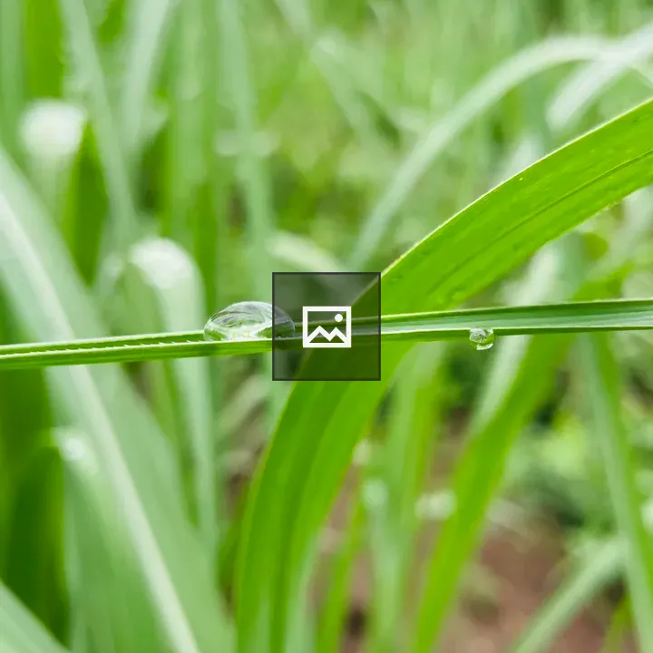 Raindrop on a Sugarcane Leaf