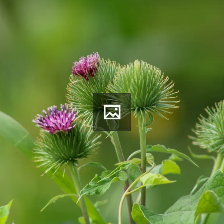 Purple flowers on thistle plants