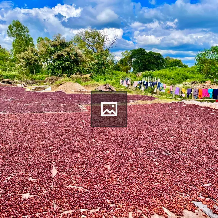 Drying areca nuts in sun