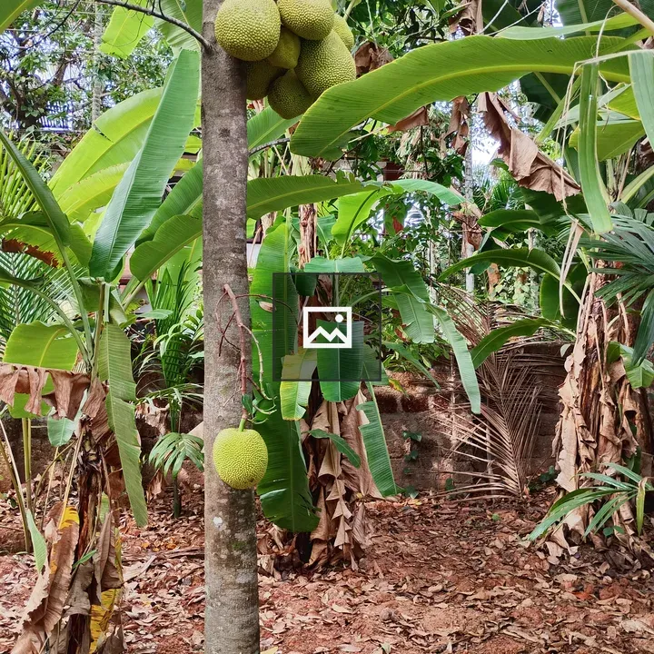 Jackfruit Tree with Banana Plants