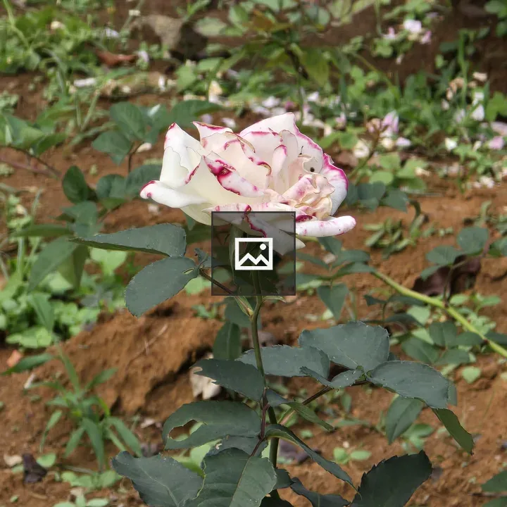 White Rose with Pink Edges